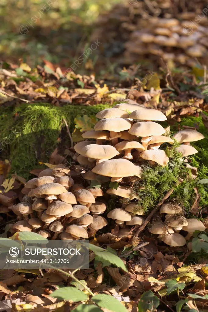 Mushrooms decomposing wood on a stump France