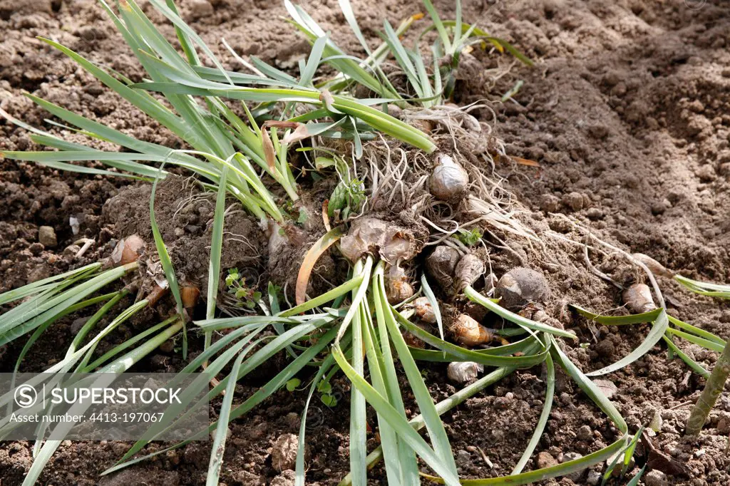 Narcissus bulbs with young leaves in a garden