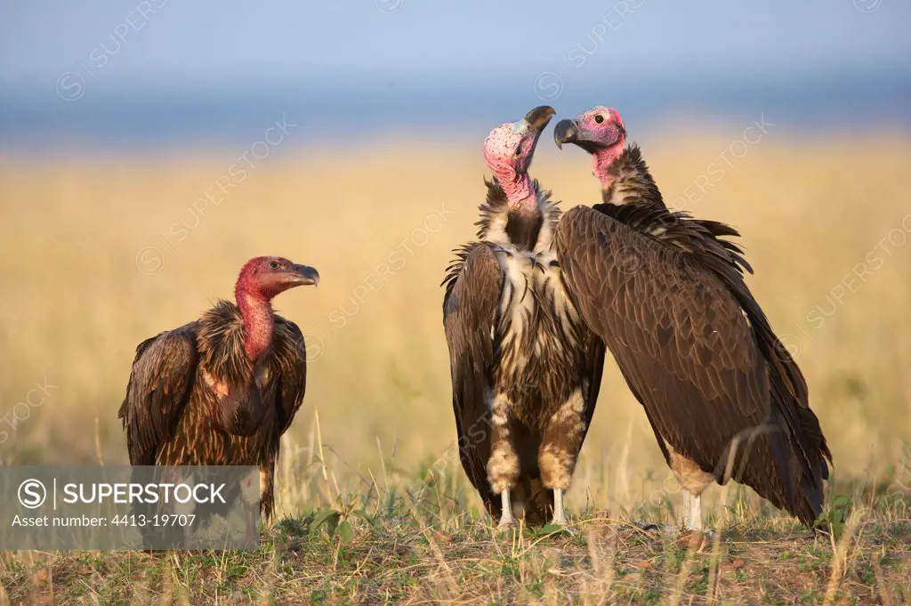 Lappet-faced Vultures on ground Masaï Mara Reserve Kenya