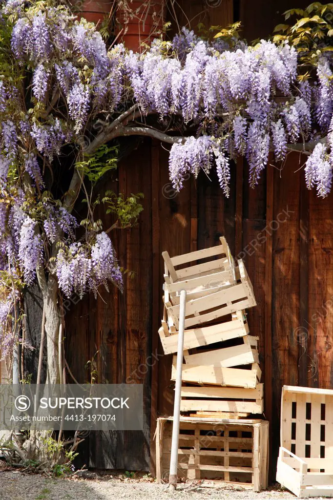 Wisteria in bloom and tray in front of a barn