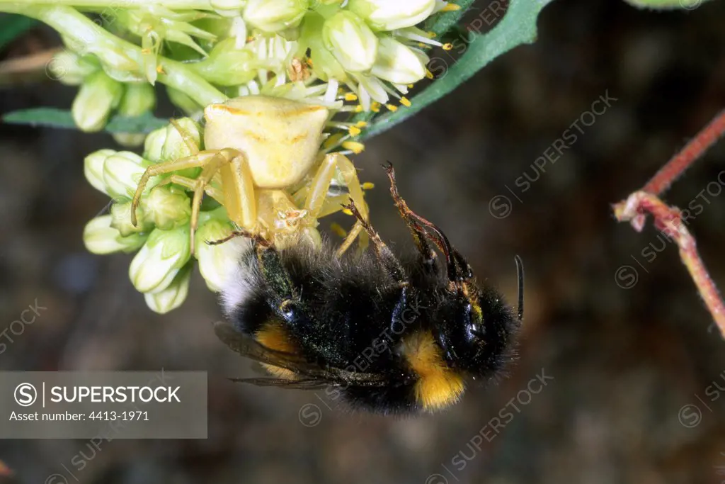 Bumblebee captured by a Crab Spider