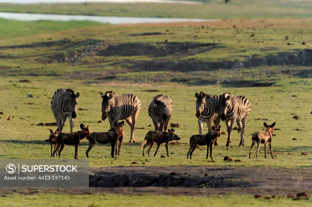 Confrontation between Zebras and wild dogs Chobe NP Botswana