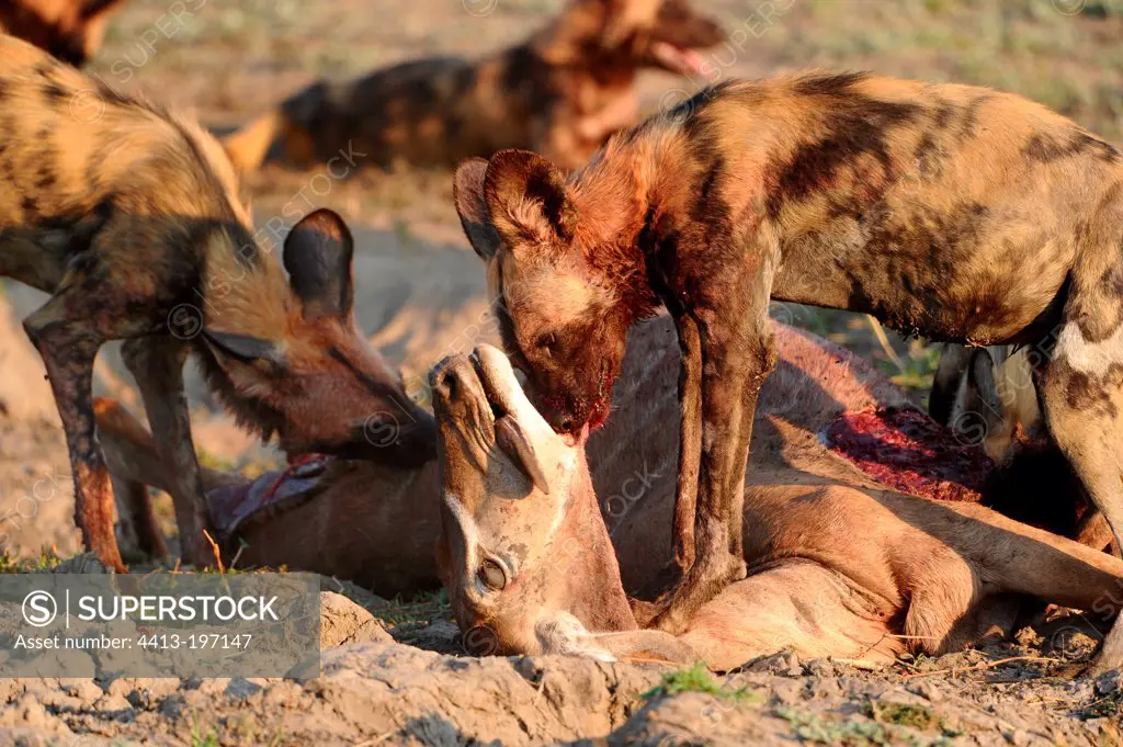 Wild dogs devouring a female Impala Chobe NP Botswana