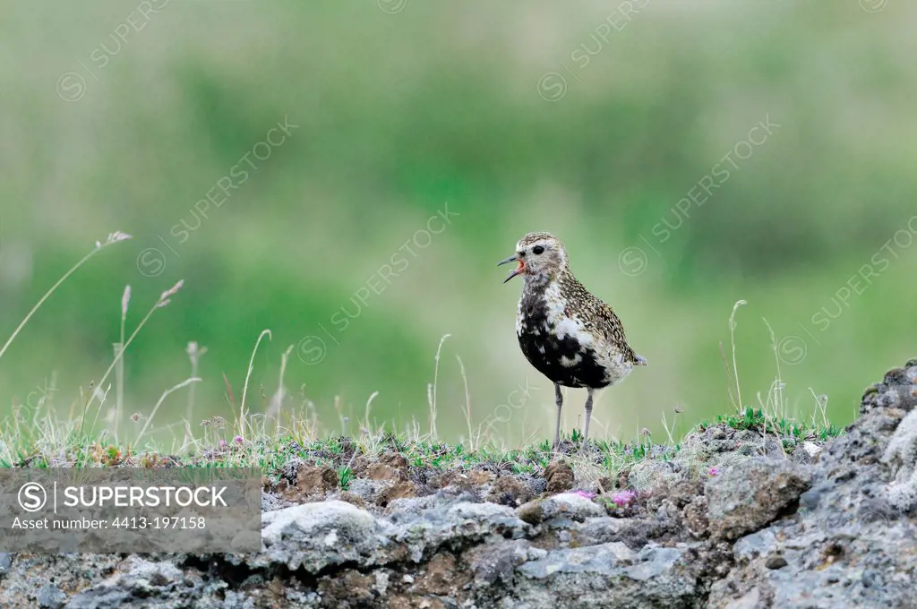 Eurasian Golden Plover in the Lake Myvatn in Iceland