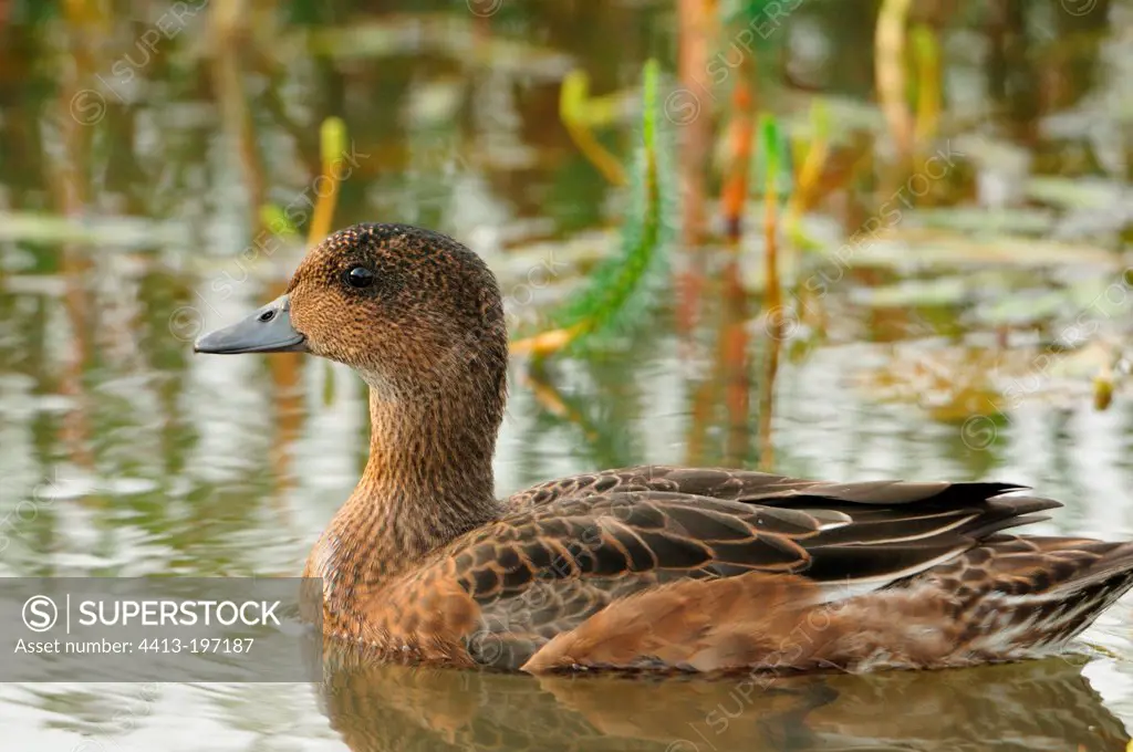 Gadwall on a creek north of Iceland