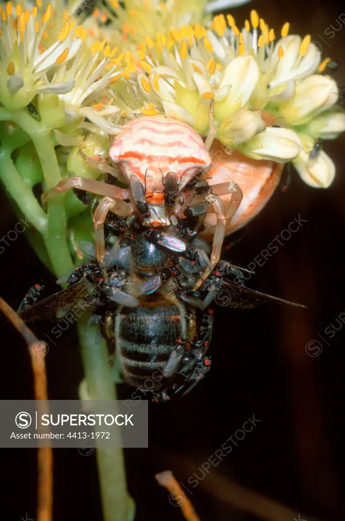 Crab Spider and its prey harassed with Flies