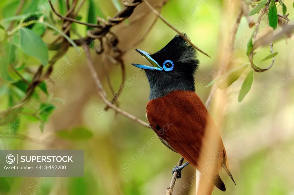 African Paradise Flycatcher on a branch in Botswana