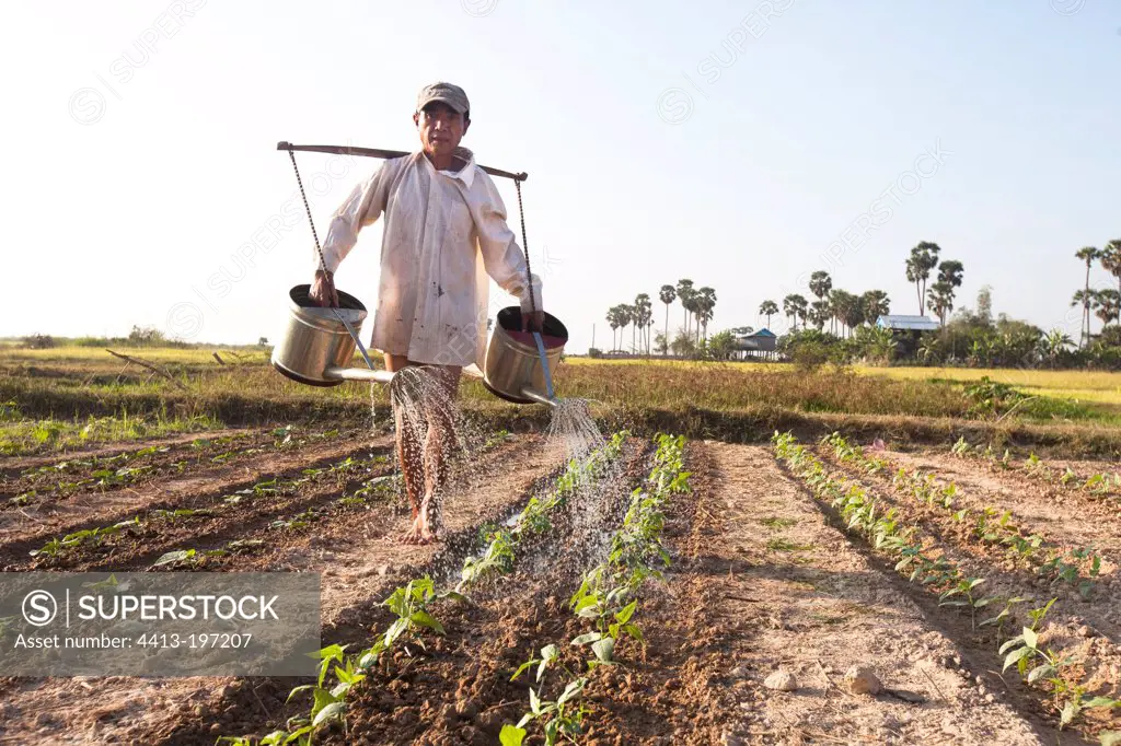Man watering plants green bean Cambodia