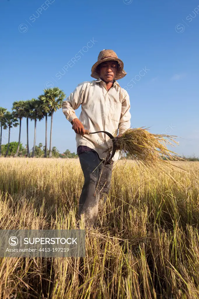 Man harvesting the rice sickle Cambodia