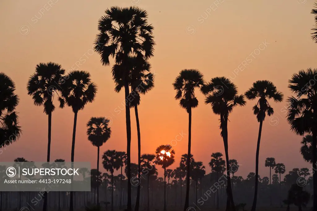 Sugar palm trees at dawn on the Mekong River Cambodia