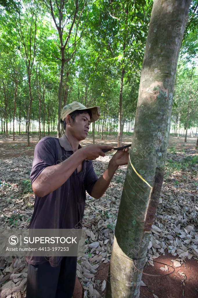 Spiral incision on rubber tree in Cambodia