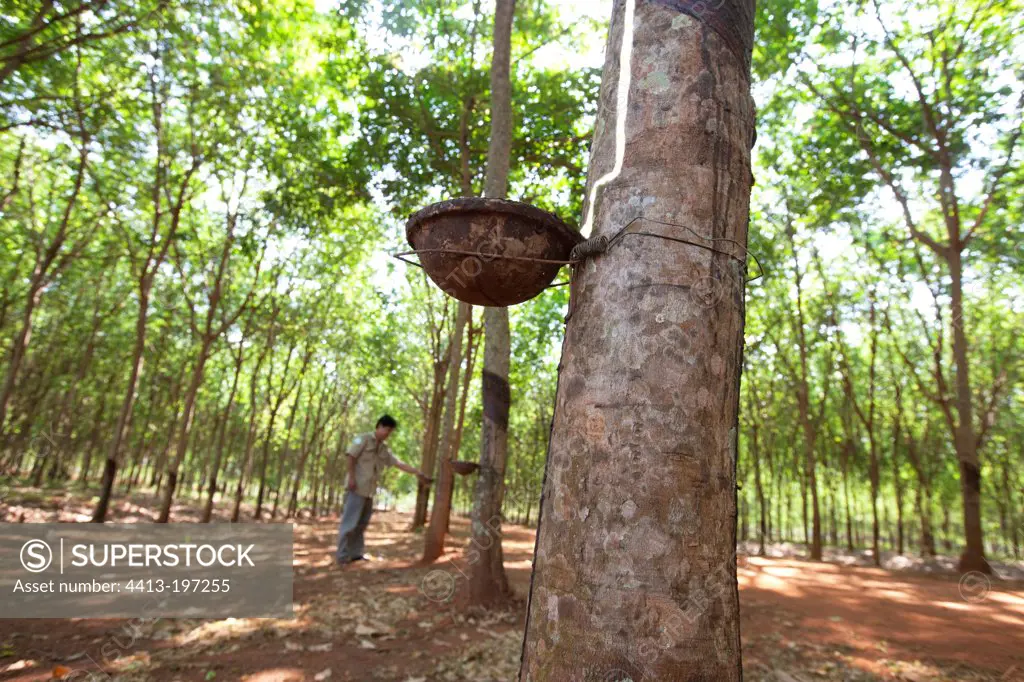 Tree harvesting latex rubber Cambodia