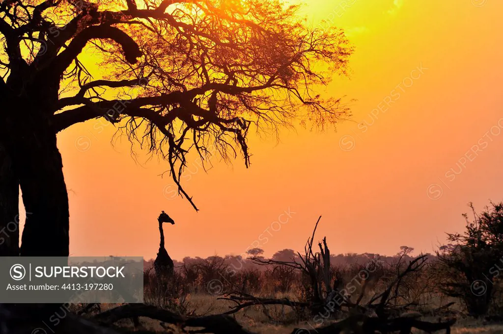 Giraffe at sunset Savuti Botswana