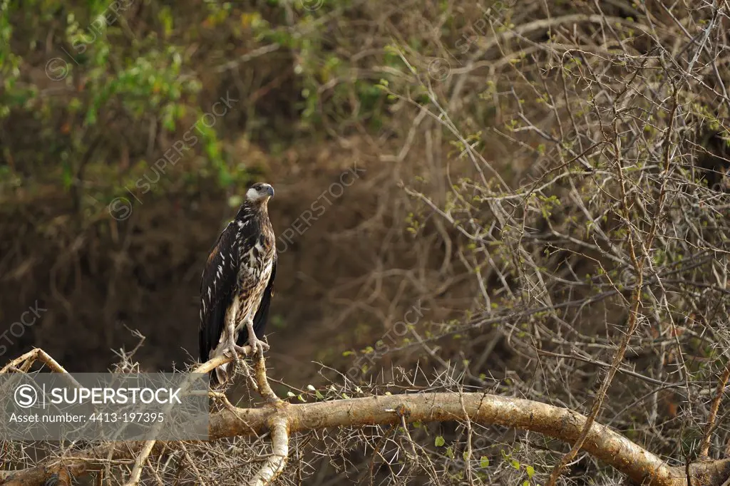 Juvenile African Fish-eagle on a branch Uganda