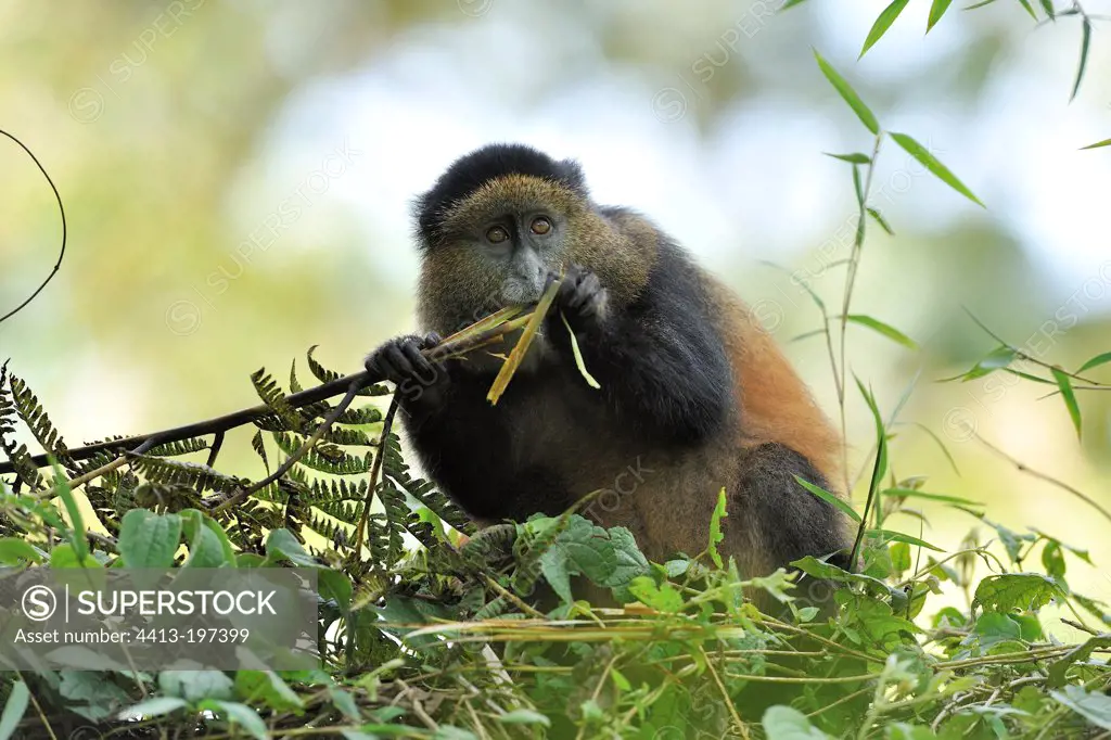 Golden Monkey eating bamboos in Rwanda