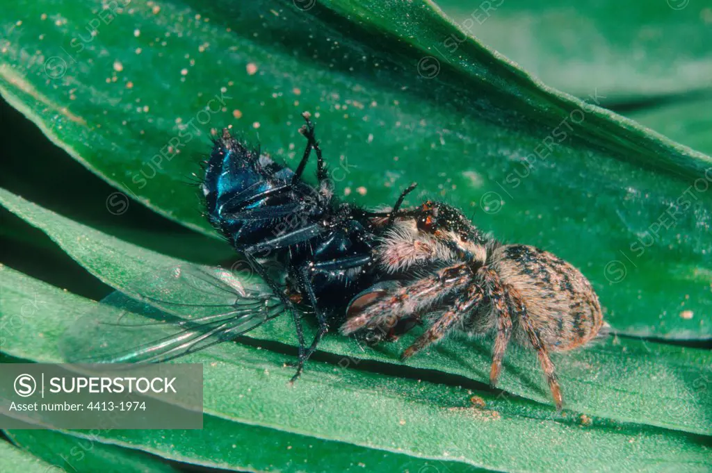 Blue-bottle fly captured by a Jumping Spider