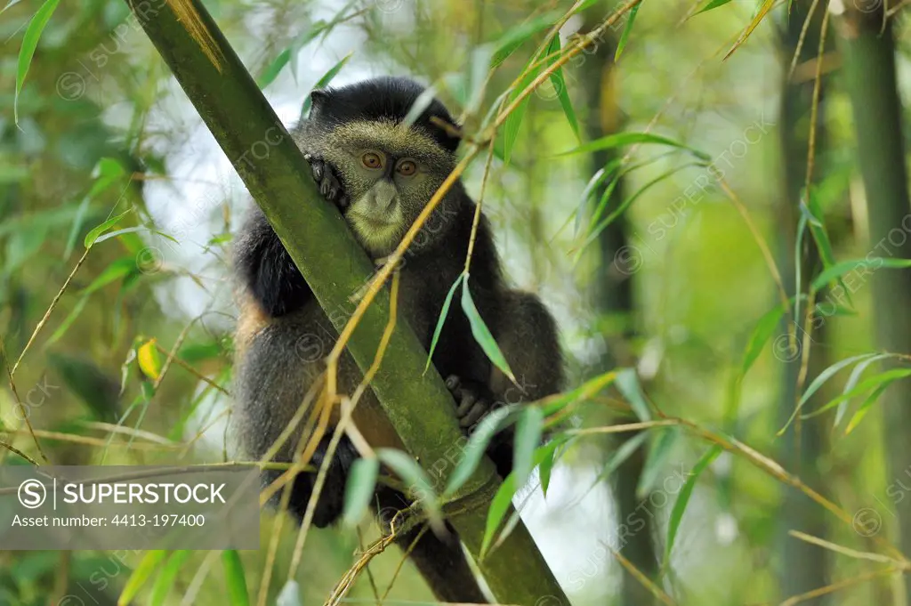 Golden Monkey lying in bamboos Volcanoes NP in Rwanda