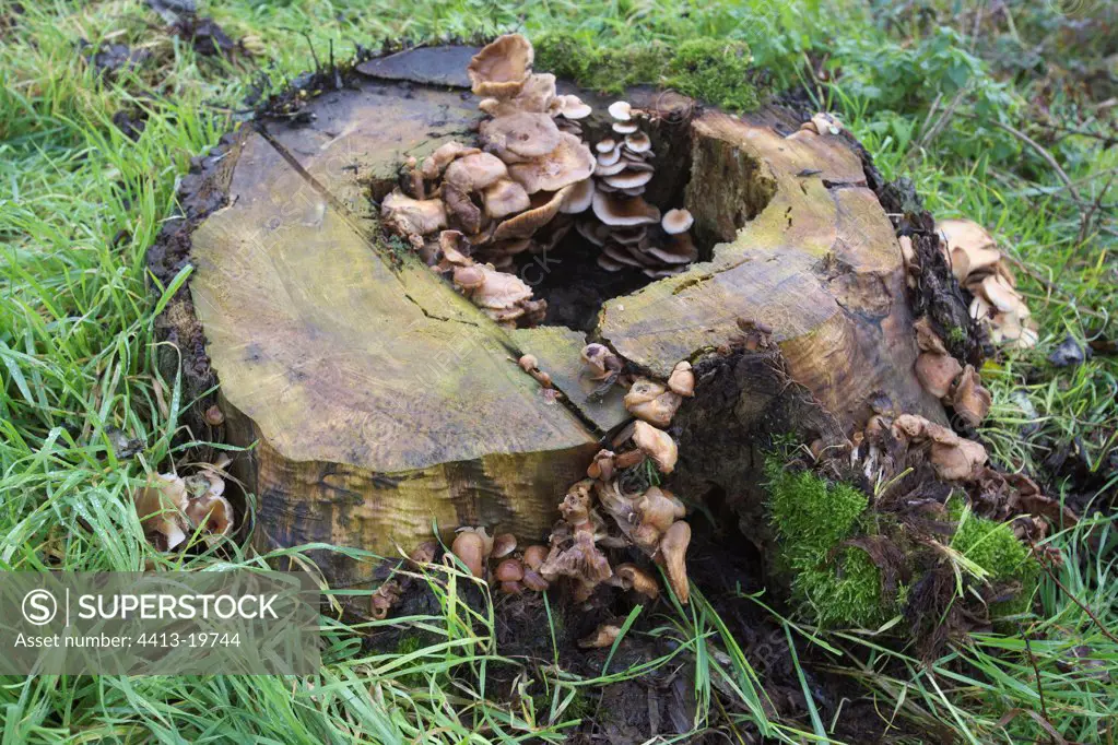 Stump covered with mushrooms decomposing wood France