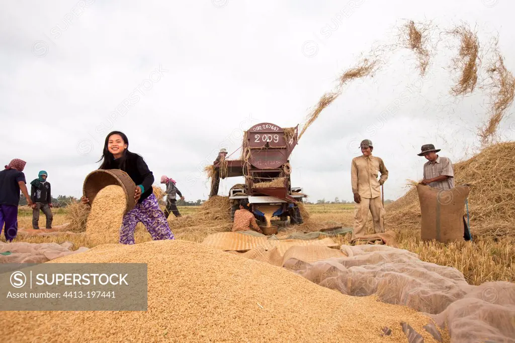 Threshing of rice during the dry season in Cambodia