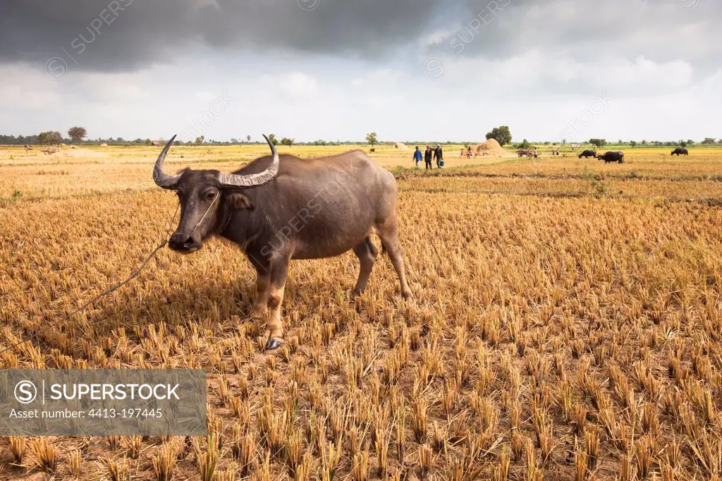 Buffalo used for coupling at harvest of rice Cambodia