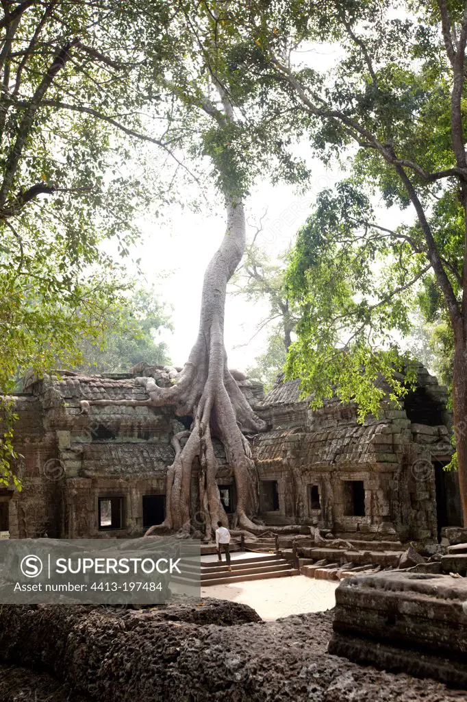 Ta Phrom temple in the roots of a Cotton tree at Angkor