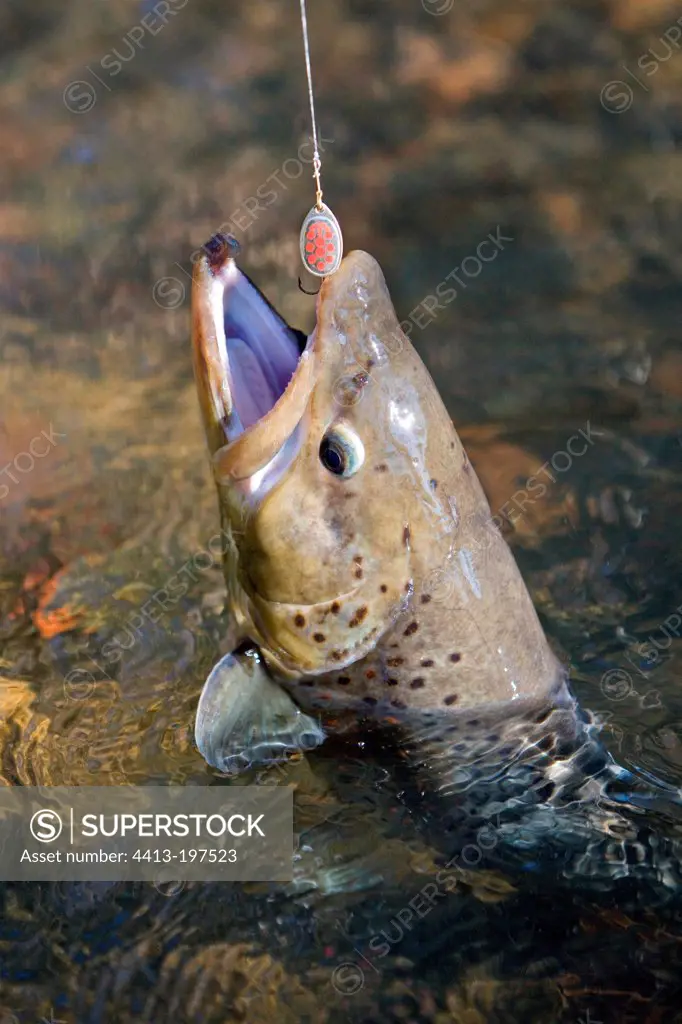 Brown trout caught in the spoon Alsace France