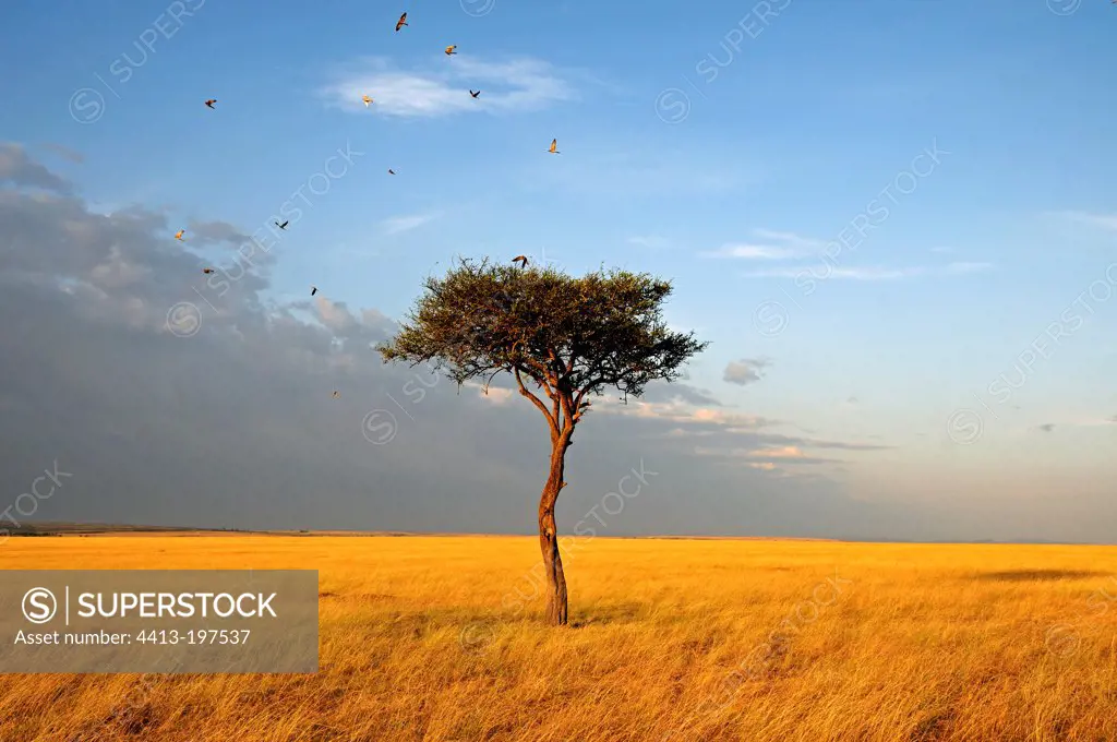 Lone tree in the savannah Masai Mara Kenya
