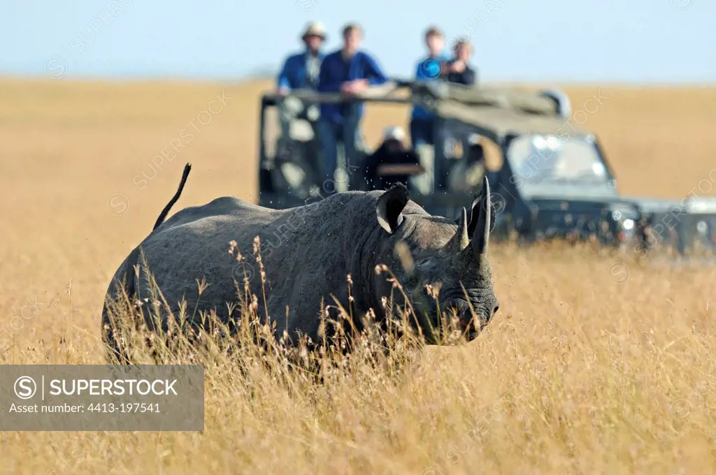 Vehicle vision and Black Rhinoceros Masai Mara Kenya