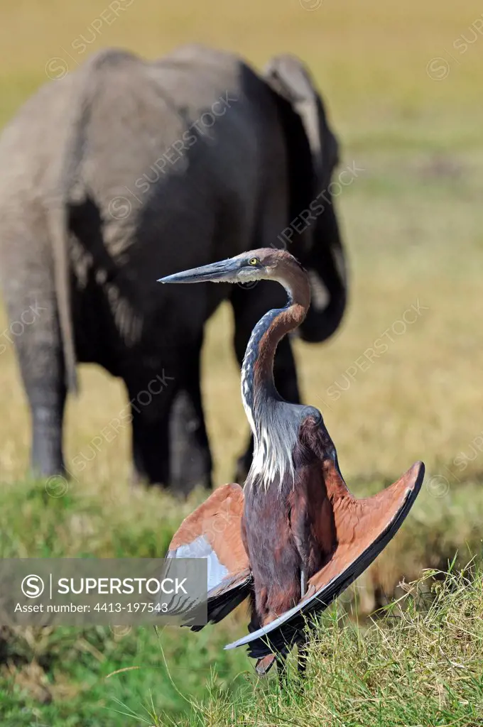 Goliath Heron opening its wings and Elephant Masai Mara Kenya