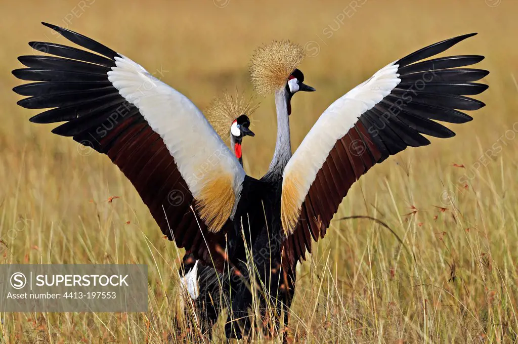 Grey Crowned-Cranes courtship Masai Mara Kenya