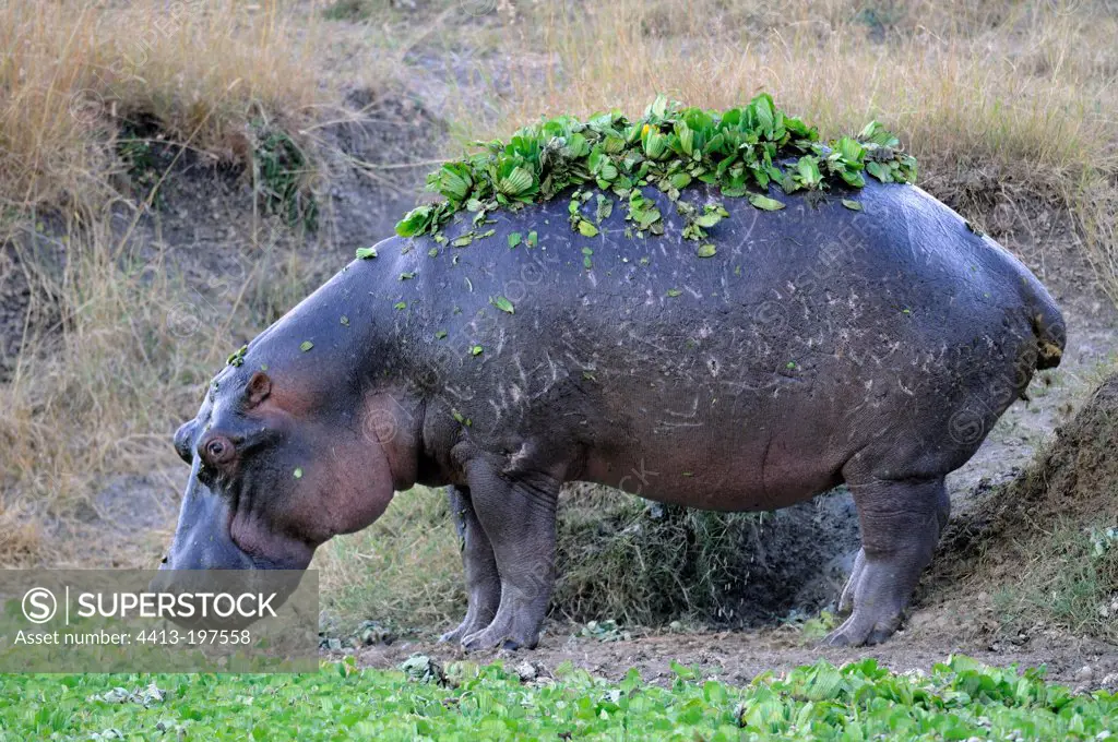 Hippo vegetated Masai Mara Kenya