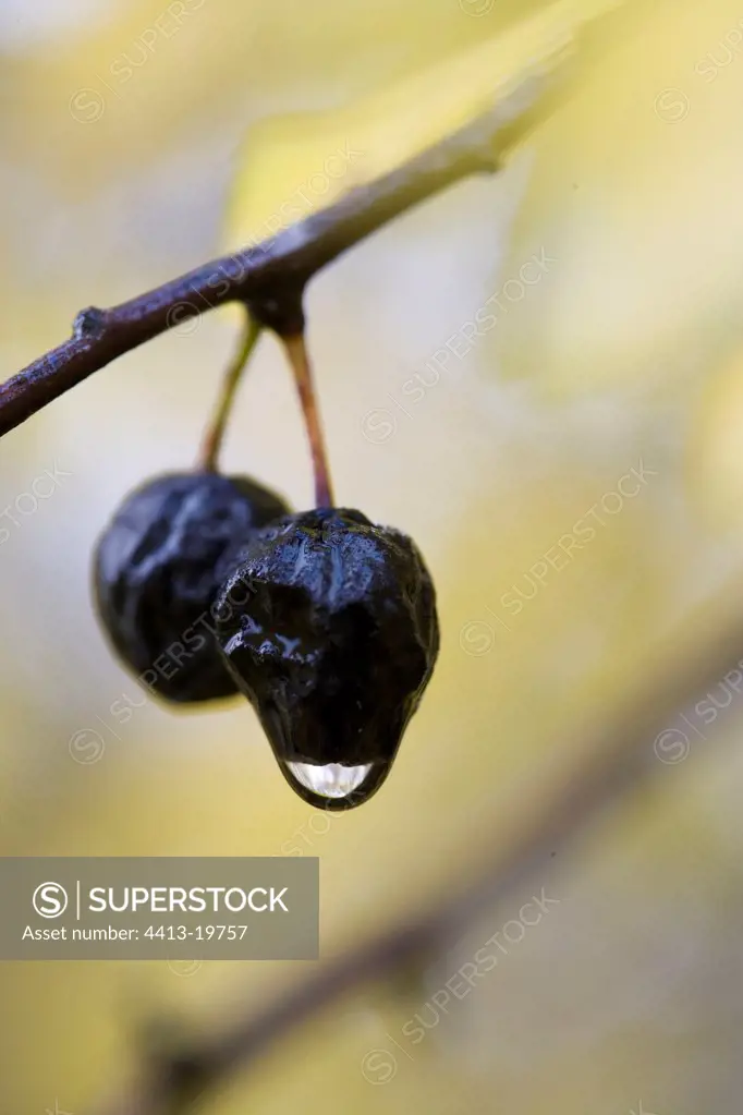 Blackthorn drupes and water drop France