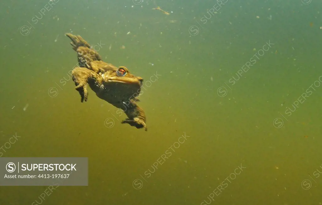 Common toad in a pond prairie Fouzon France