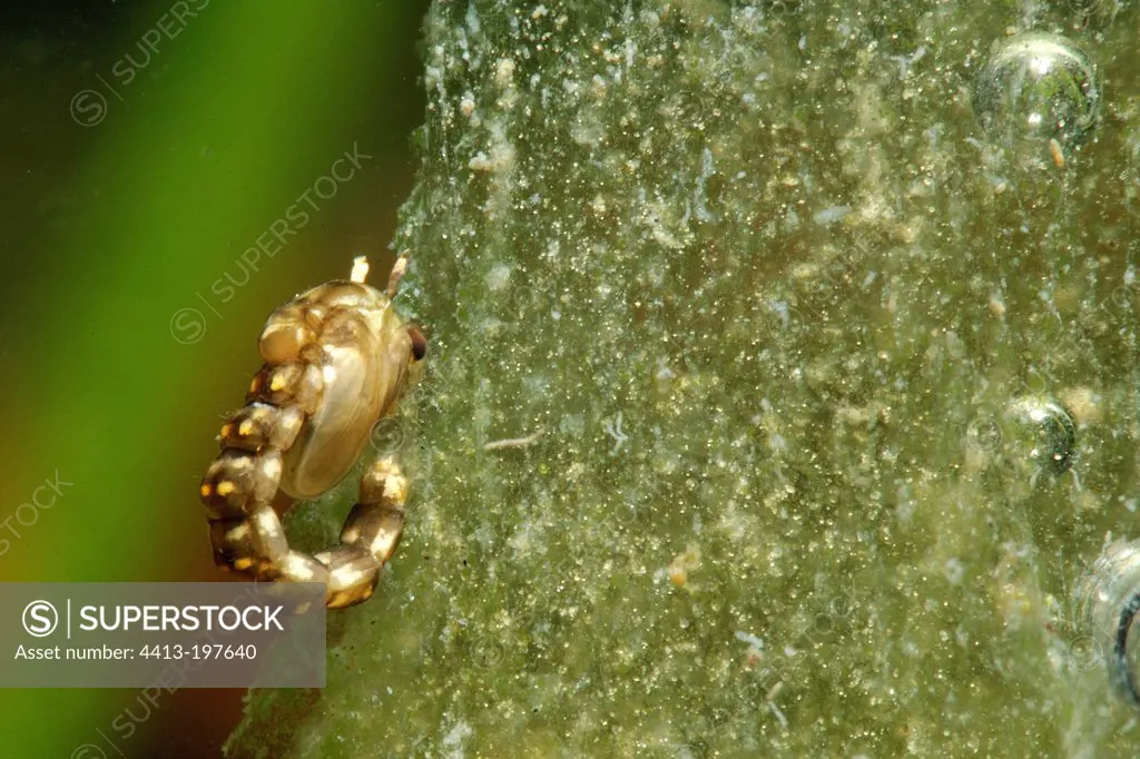 Pupa of Diptera in a pond prairie Fouzon France