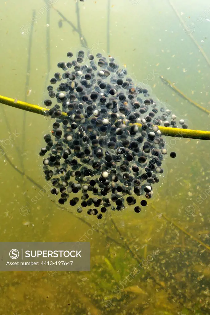 Agile frog eggs in a pond prairie Fouzon France
