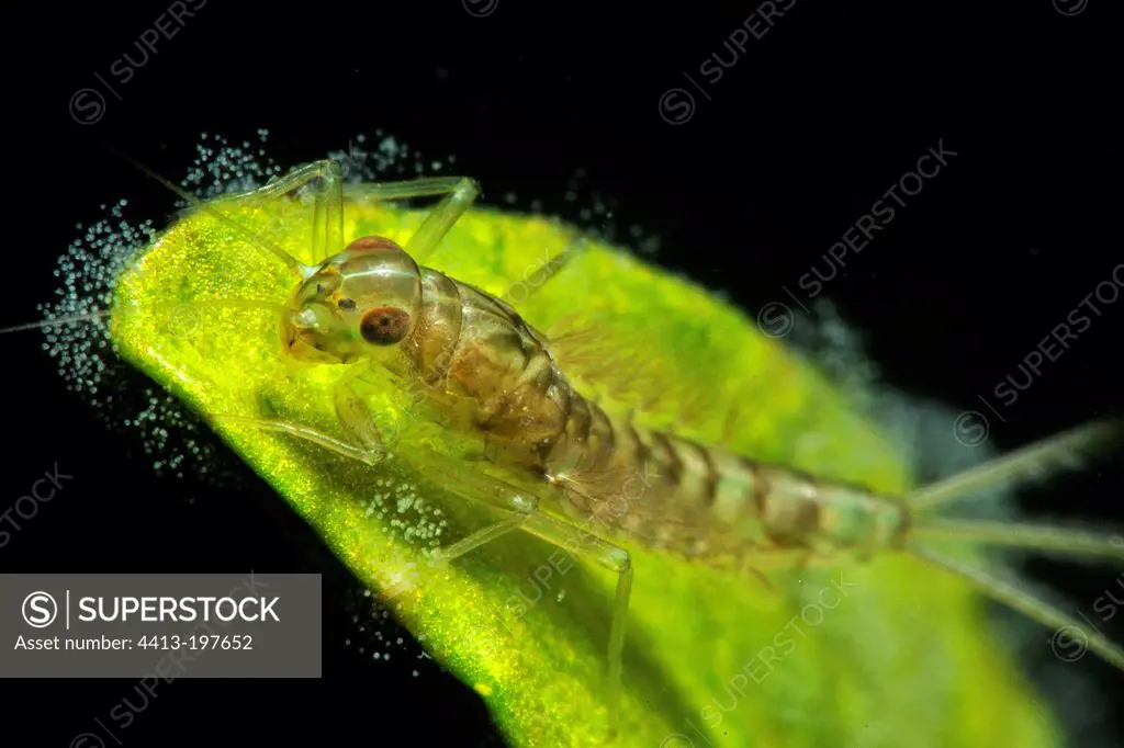 Mayfly larva in a pool Prairie Fouzon