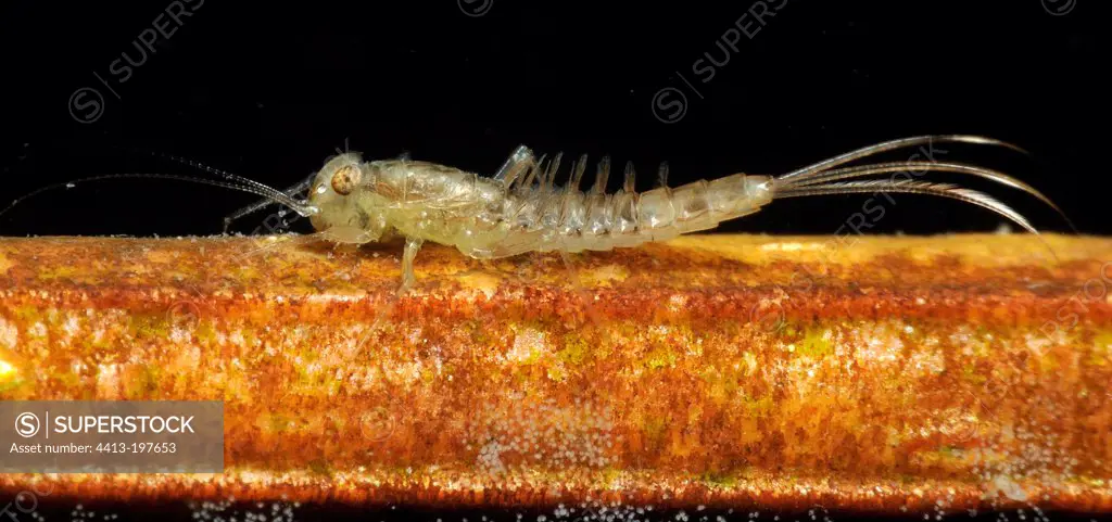 Mayfly larva in a pool Prairie Fouzon