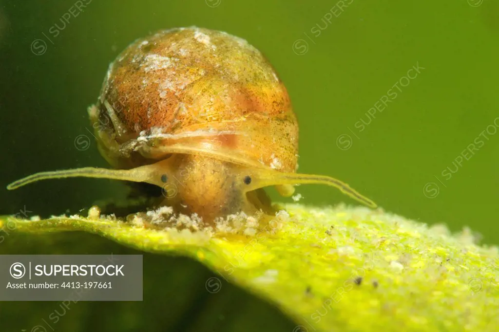 Snail on a leaf in a pond prairie Fouzon France