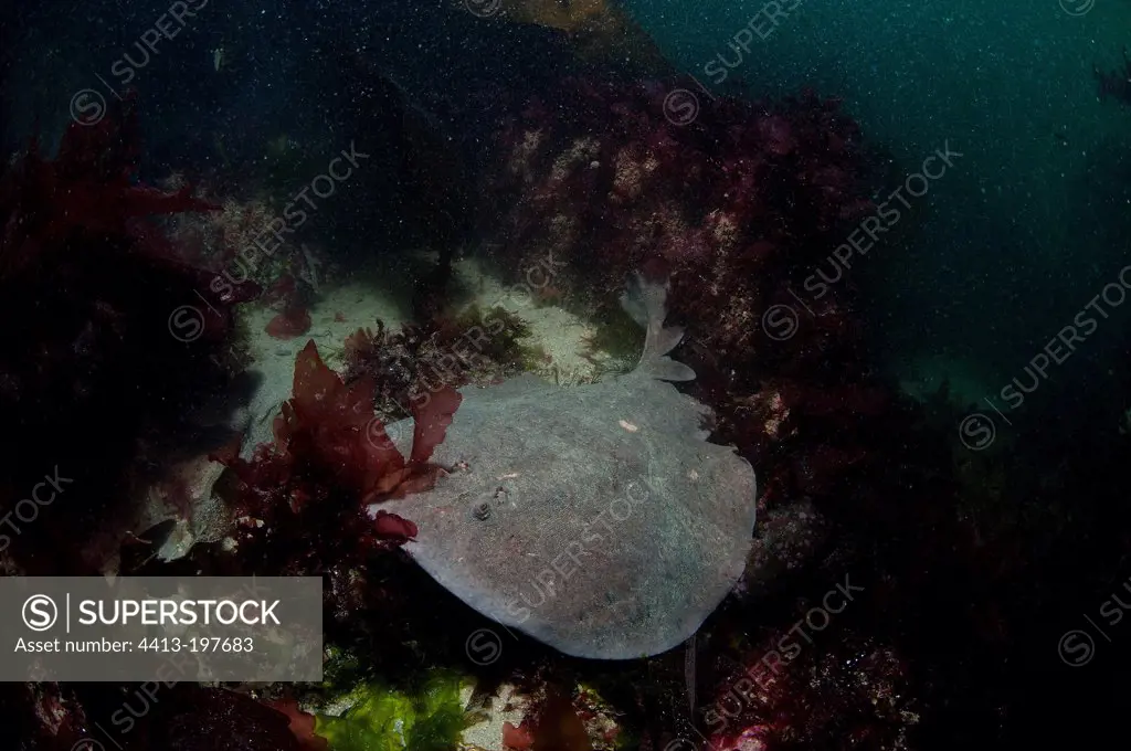 Marbled electric ray on the bottom Brittany France
