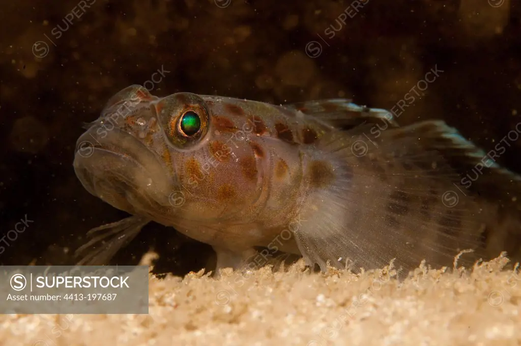 Portrait of Leopard Spotted Goby Brittany France