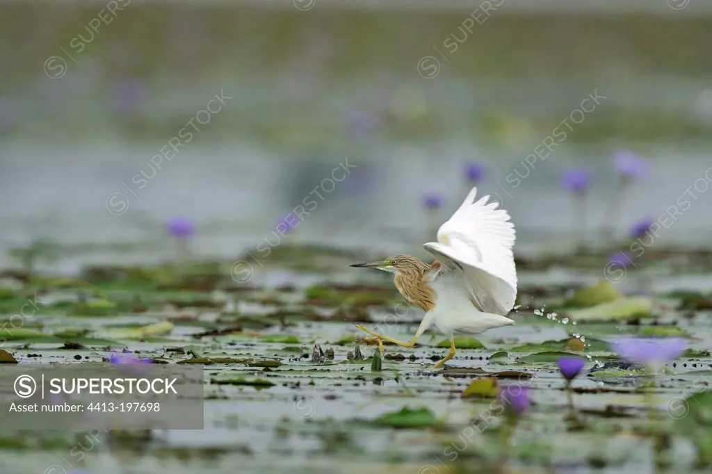 Squacco Heron on water lilies in Uganda