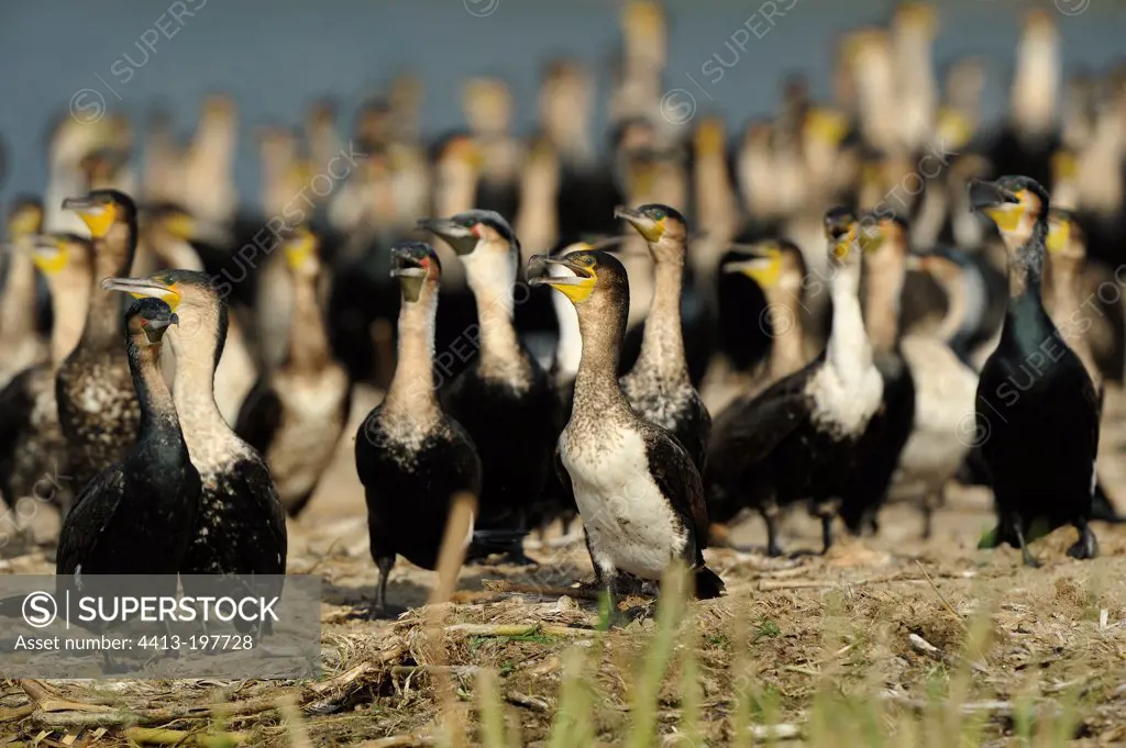 Concentration of Great cormorants in Uganda