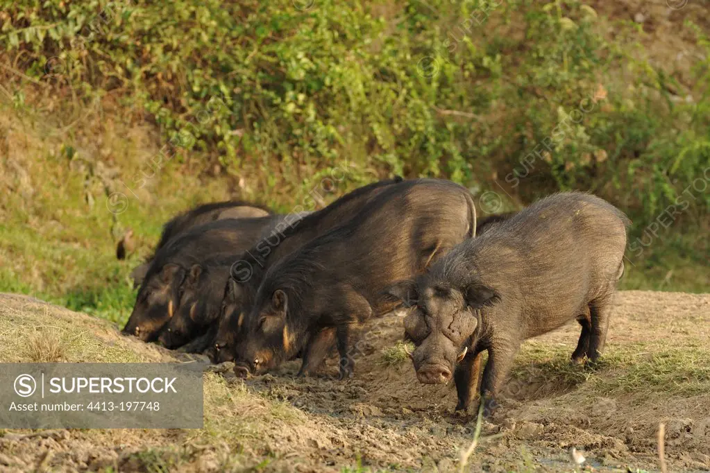 Forest hogs drinking from a pond in Uganda