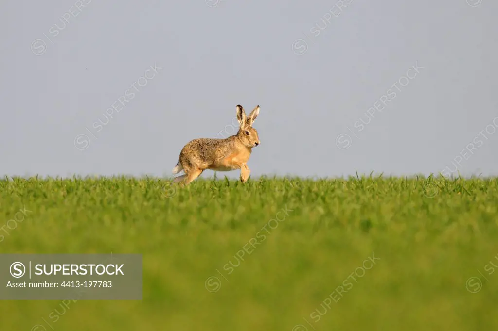 European hare running in a field Normandy France