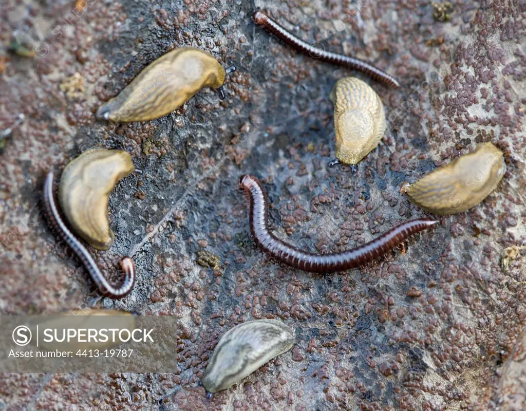 Slugs and millepedes on a leaf decomposing France