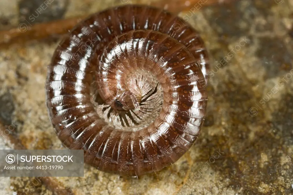 Myriapode winding in close-up France