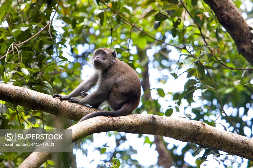 Long-tailed macaque on a tree Sabah Borneo