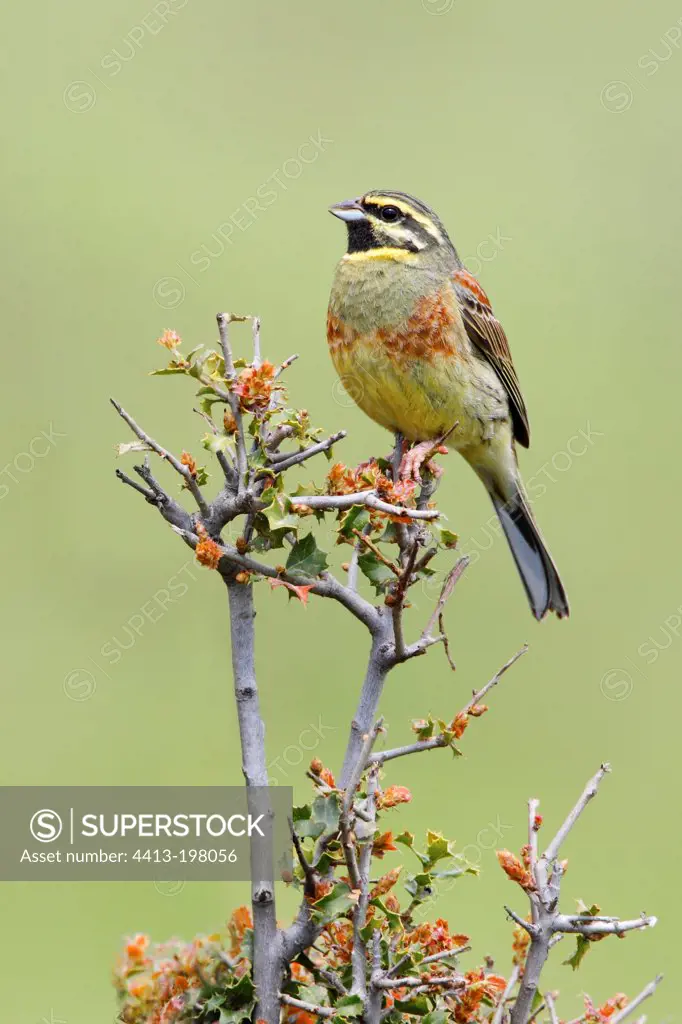 Cirl Bunting perched on a bush at spring Greece