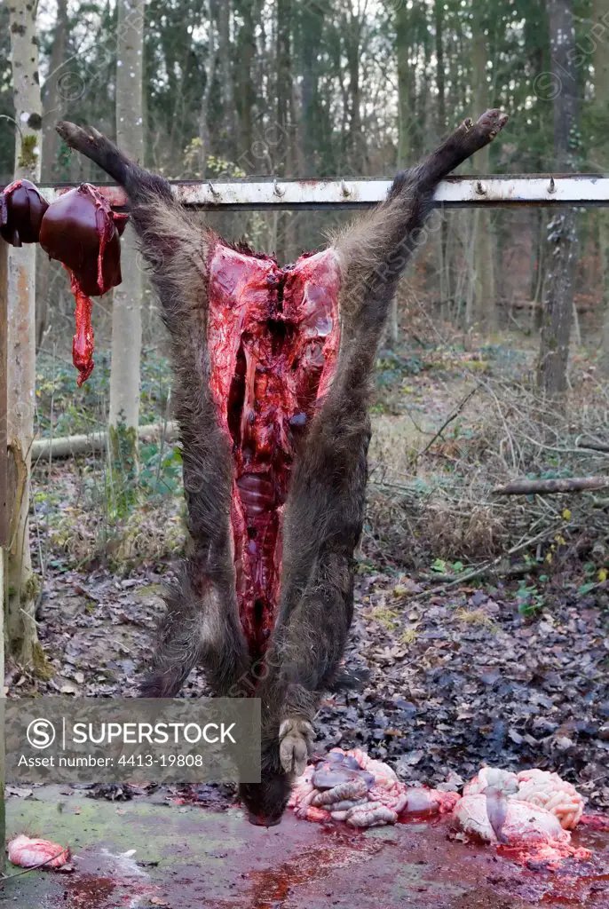 Wild boar suspended and emptied after hunting France