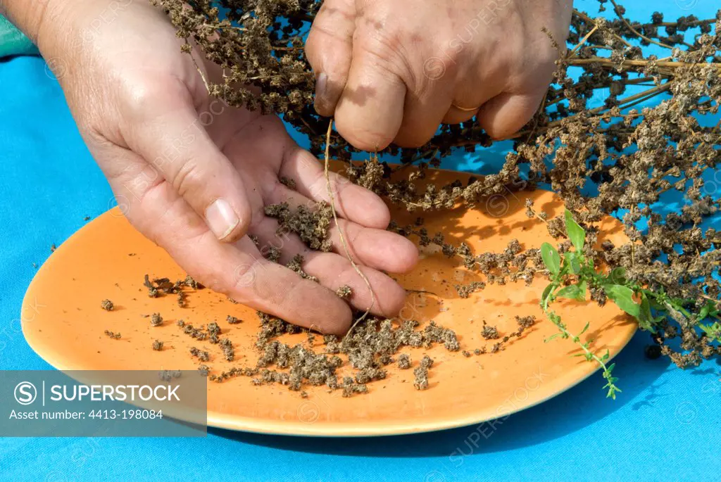 Harvest of chard seeds